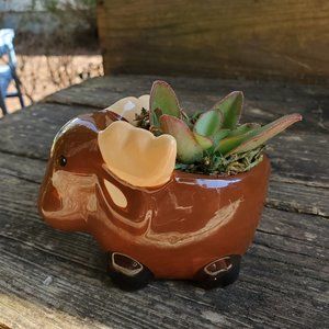Succulent Plant in Moose Pot, Animal Planter